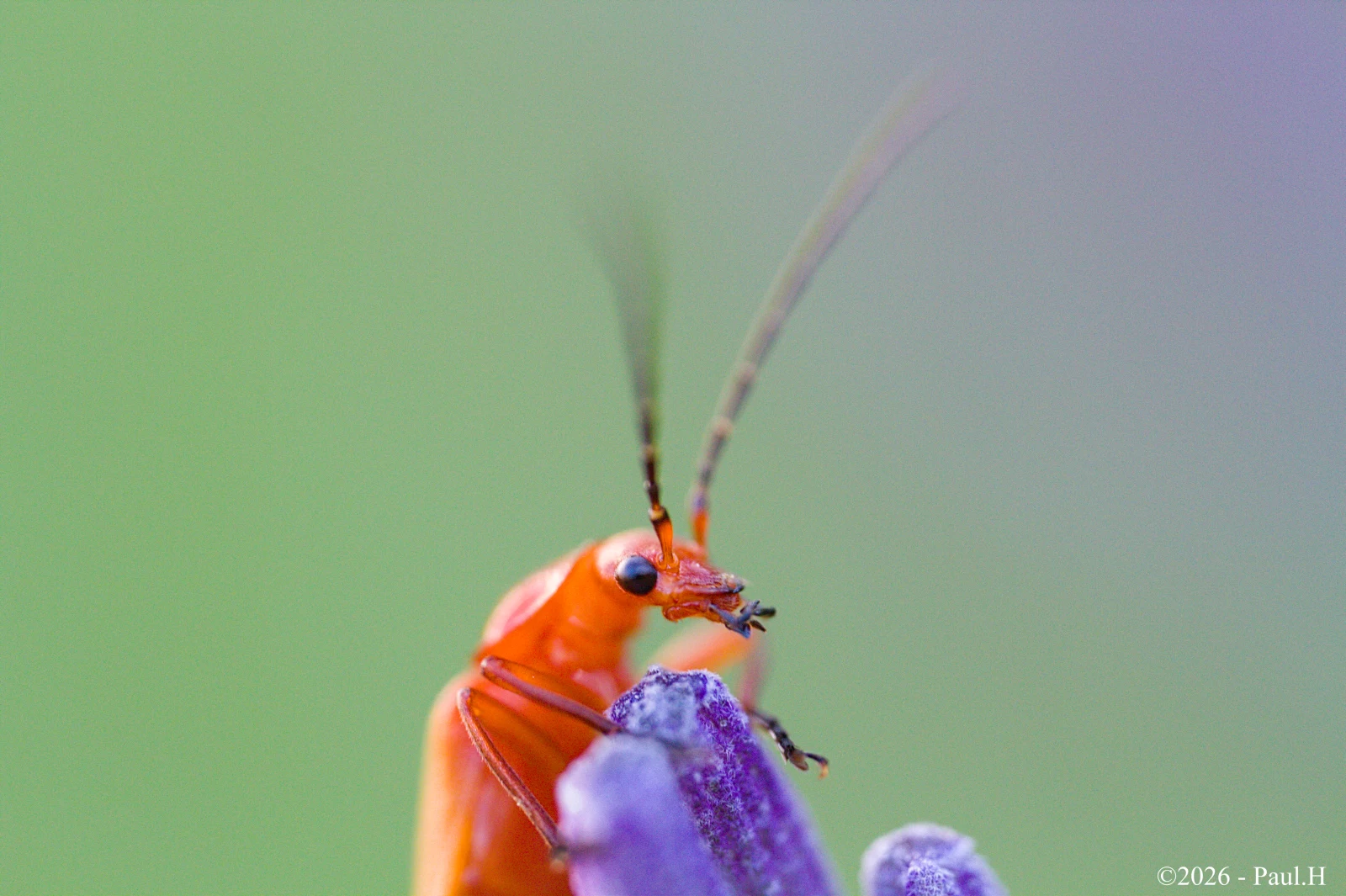 Téléphore sur une fleur de lavande