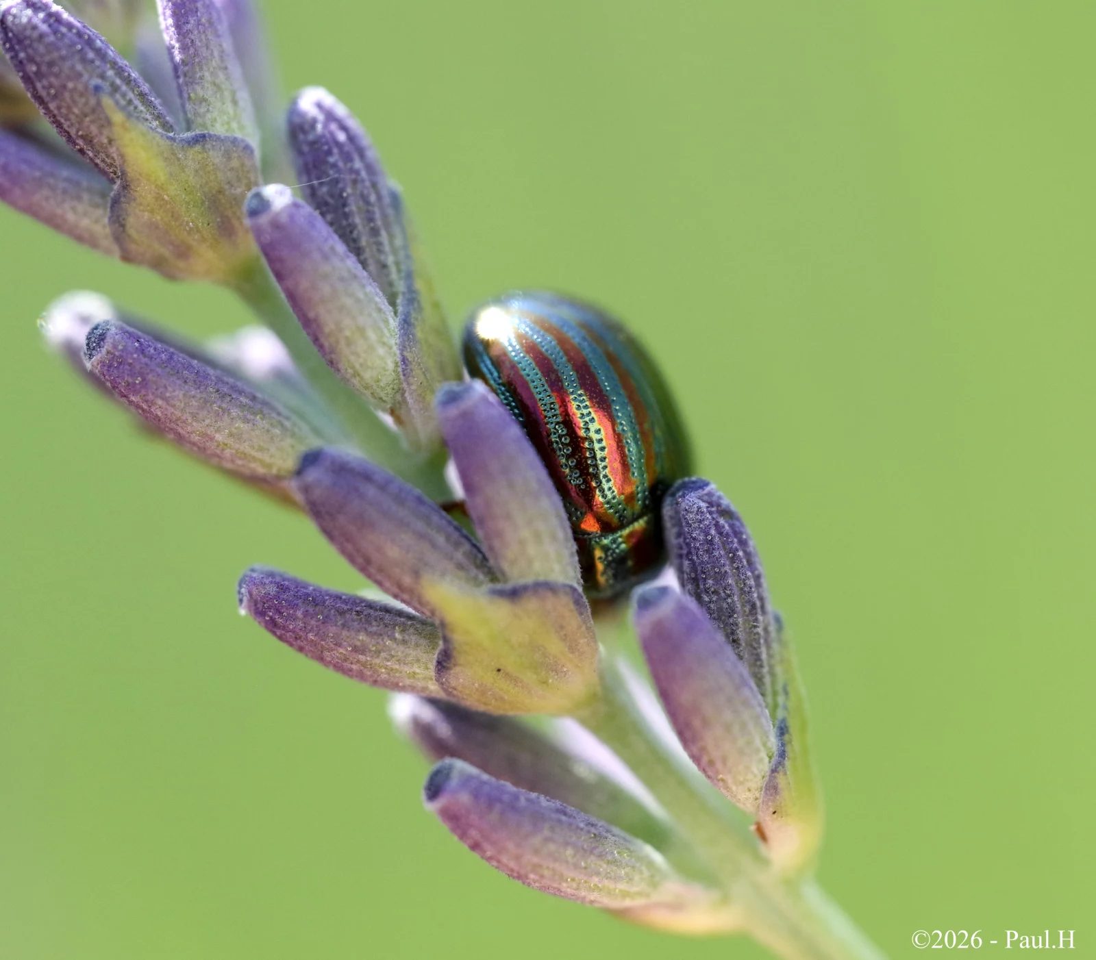 Chrysomèle sur une fleur de lavande