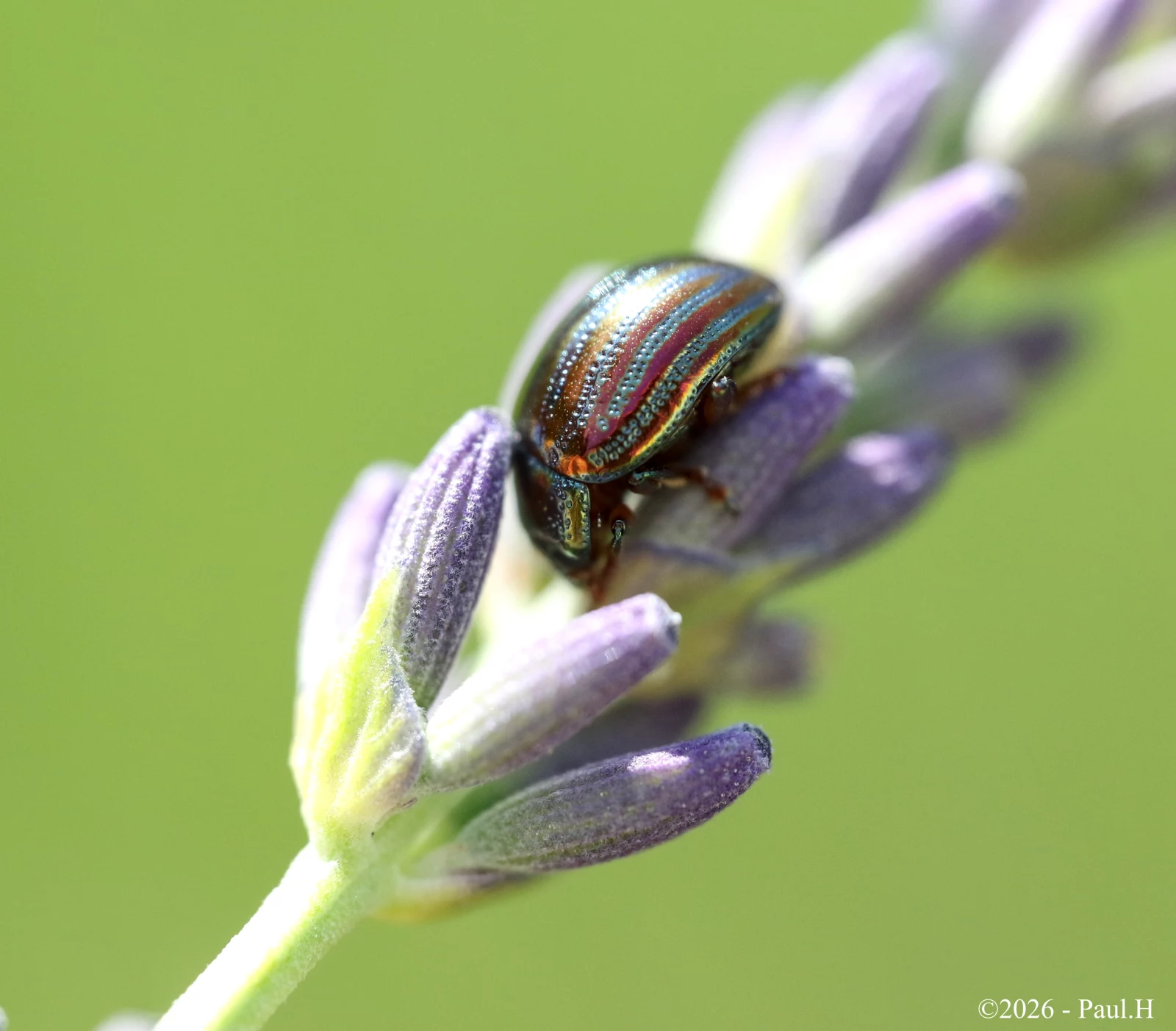 Chrysomèle sur une fleur de lavande