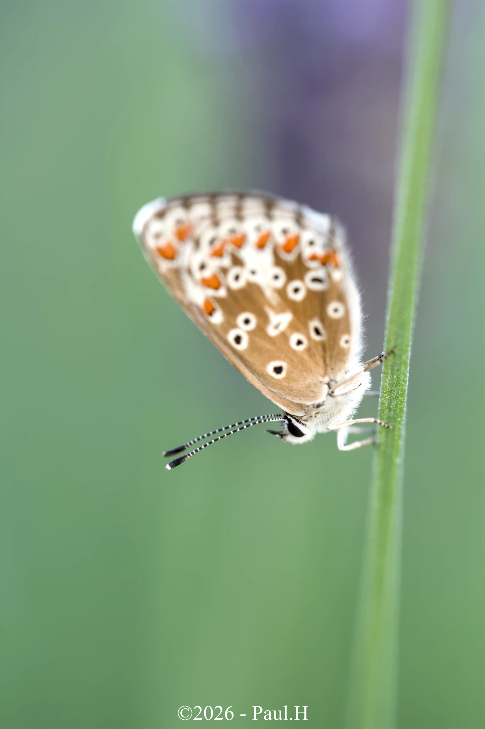 Azuré commun sur une fleur de lavande